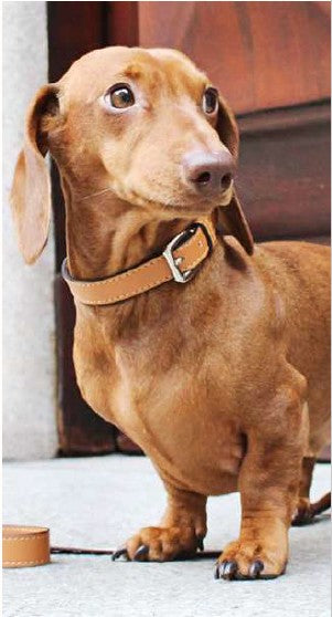 Dolomites Collar