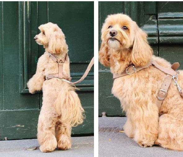 Sirmione Harness
